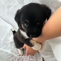 Аватарка elizabeth3211