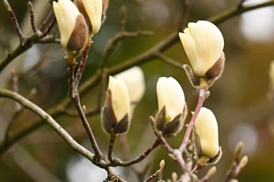 Магнолии распустились в парке «Краснодар»