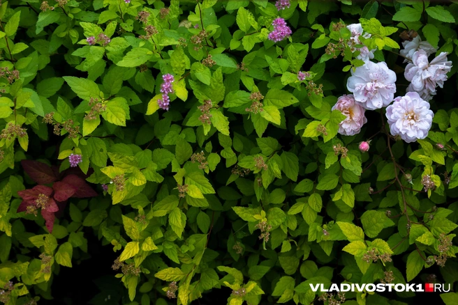 Источник: Елена Буйвол / VLADIVOSTOK1.RU