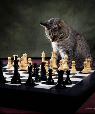 Самые смешные фото котов в октябре 2025 года