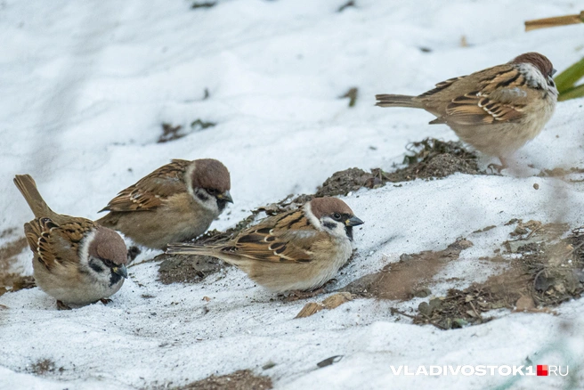 Источник: Елена Буйвол / VLADIVOSTOK1.RU