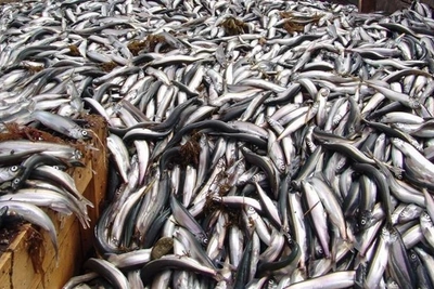 На Сахалине выдано свыше 200 разрешений на добычу мойвы