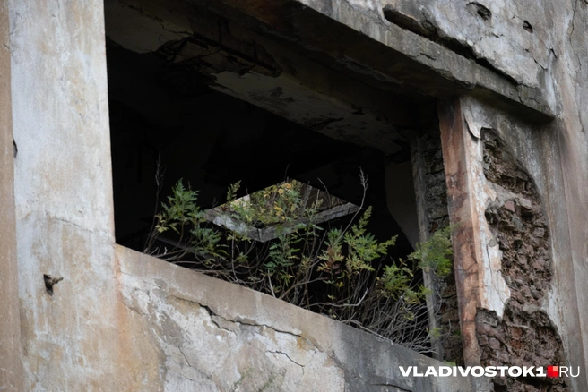 Источник: Елена Буйвол / VLADIVOSTOK1.RU