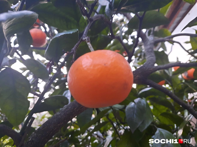 Тонкая кожура и вкус с небольшой кислинкой | Источник: Анна Грицевич / SOCHI1.RU