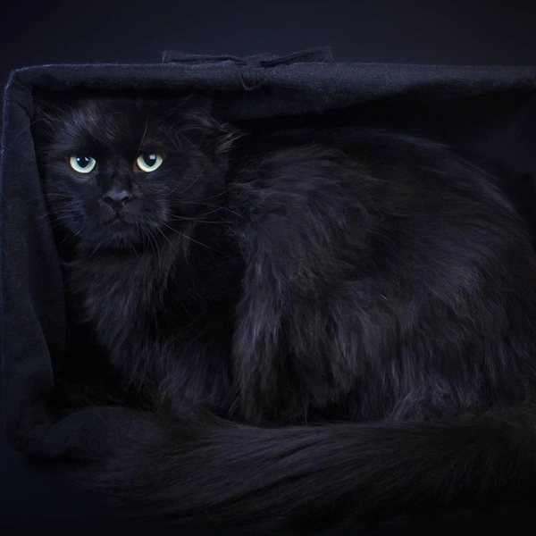 Кошка танцует, кошка кричит: 20 самых ярких снимков лауреатов ежегодной фотопремии 35awards, Всемирный день кошек, смешные фото кошек | Источник: Инга Стрижаченко, 35awards