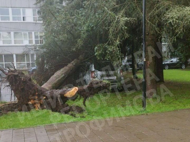В Сергиевом Посаде начали падать деревья  | Источник: Репортер Андрей Трофимов / T.me 