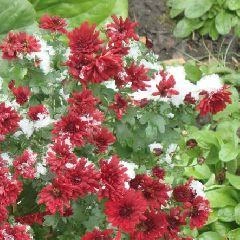 На территории Кемеровской области — Кузбасса не прогнозируются опасные и неблагоприятные метеорологические явления | Источник: www.city-n.ru