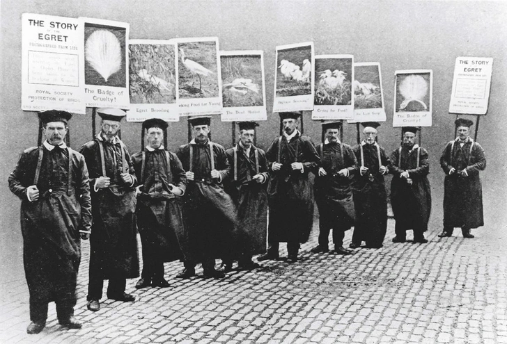 Кампания активистов Королевского общества защиты птиц по спасению белых цапель от истребления. 1911 г. | Источник: CHRONICLE; ROYAL SOCIETY FOR THE PROTECTION OF BIRDS / RSPB IMAGES