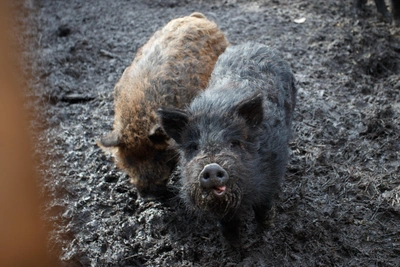 В Тульской области разрешили отстрел более 200 кабанов