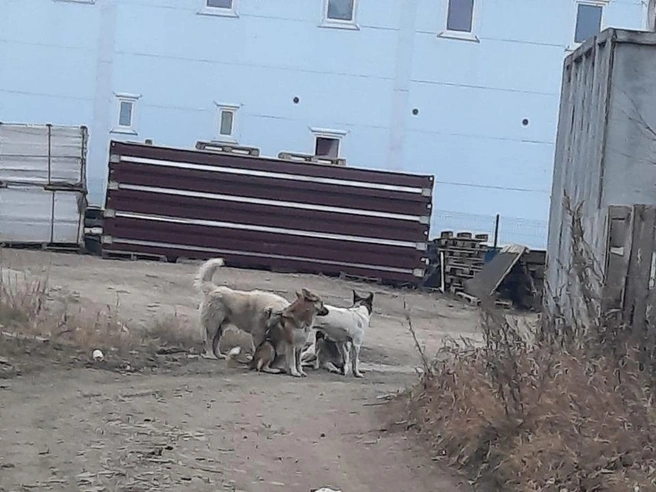 Власти Якутска внесут свои предложения по совершенствованию федерального закона о гуманном обращении с животными | Источник: читатель 14.RU