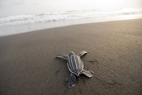 Зеленая морская черепаха на острове Биоко | Источник: Getty Images