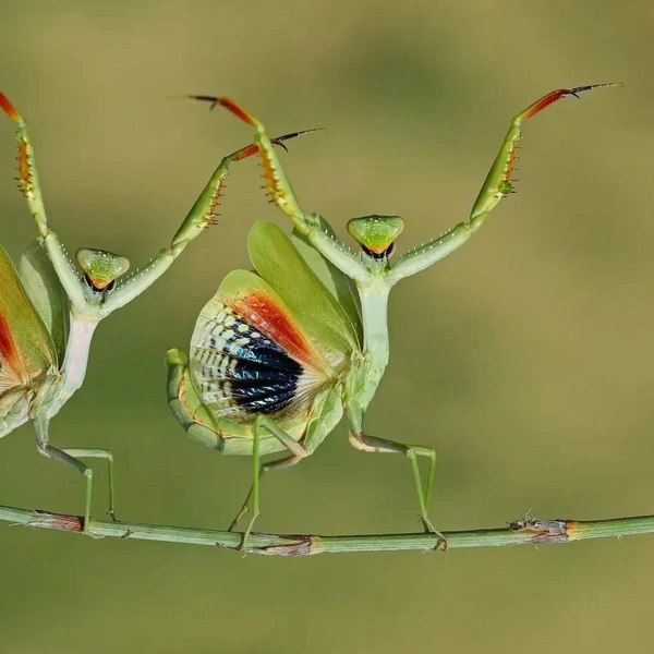 Источник: World Nature Photography Awards