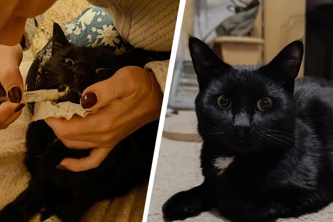 Гоша болел — Гоша поправился | Источник: Анна Костромитинова