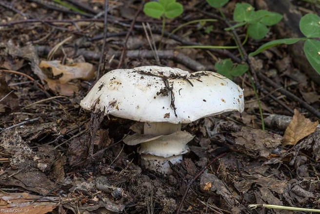 Шампиньон — гриб, которому нужна почва, богатая азотом | Источник: Mycology.su