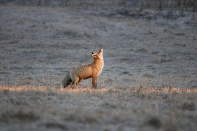 В Красноярском крае действуют три очага бешенства