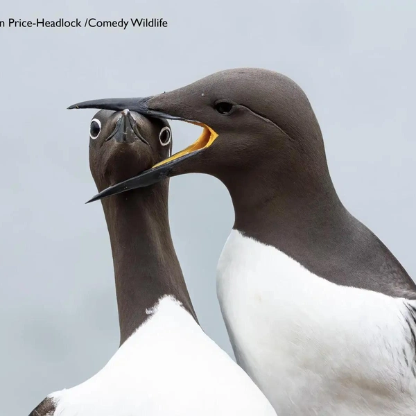 Источник: Nikon Comedy Wildlife Awards