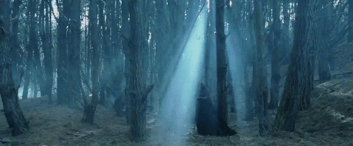 Фото №3 - Запретный лес: 10 фактов, о которых умолчали в «Гарри Поттере»