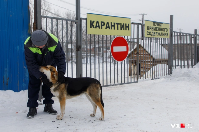 Вспышки бешенства в этом году Башкирии были | Источник: Алексей Волхонский / V1.RU