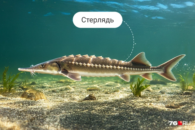 Сейчас существование стерляди поддерживается государством | Источник: Полина Авдошина / Городские медиа