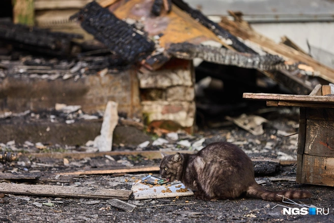 На месте трагедии бродят животные | Источник: Александр Ощепков / NGS.RU