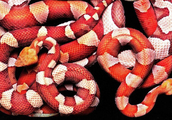 «Прекрасных тварей груда спит»: посмотрите на 7 жутковатых фотографий удивительных змей