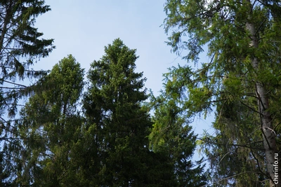 Над Сокольским округом сбили беспилотник