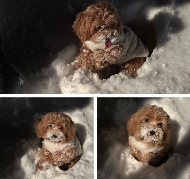 «Настоящий сибиряк мороза не боится»,&nbsp;— подумал пес и нырнул в сугроб | Источник: читательница НГС Марина