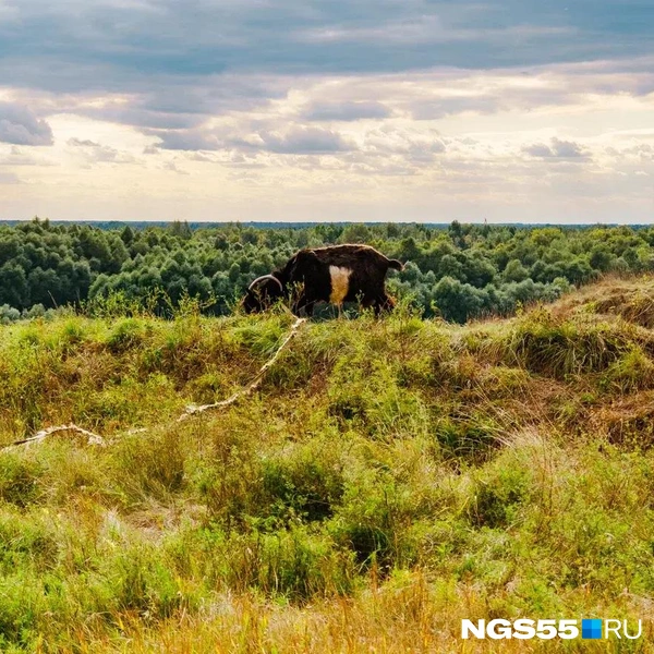 На таких лугах и трава лучше | Источник: Кирилл Башинский / NGS55.RU