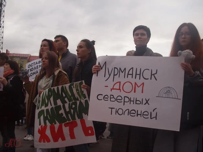 Люди беспокоились о здоровье и жизни тюленей | Источник: Арктический обозреватель