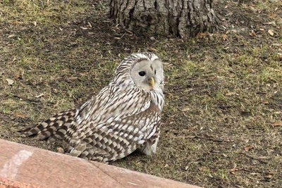 Сову со сломанным крылом вылечили в Нижнем Новгороде