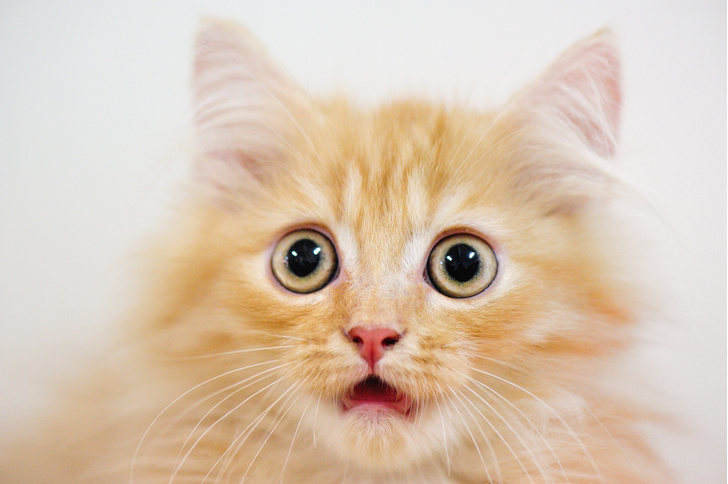 12 фактов о кошках, которые мало кто знает