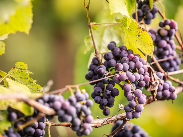Фото №5 - Почему виноград считают вредной ягодой и так ли это на самом деле