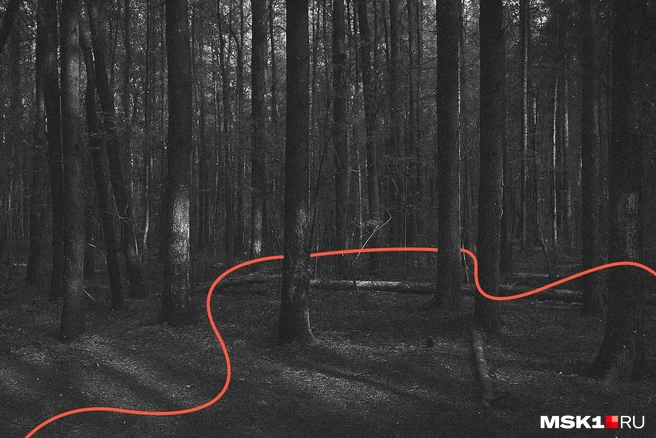 Милиционеры не связывали найденные тела в лесу в серию | Источник: Вера Борисова, Серафима Пантыкина / MSK1.RU