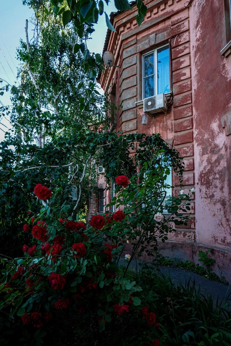 Давно ли вы видели розы? Просто так, во дворе? | Источник: «Околофото» / Vk.com
