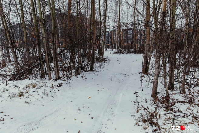 А вот и накатанный проезд между деревьев | Источник: Ирина Шарова / 72.RU