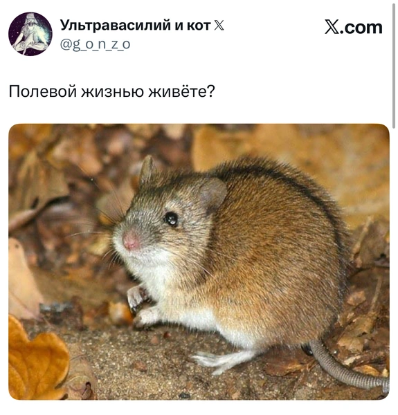 Источник: X (Twitter)
