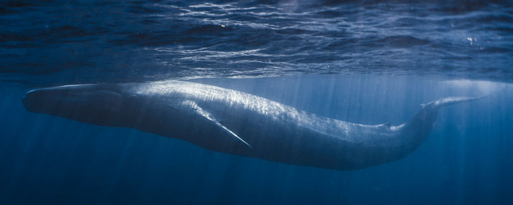 В Красном море впервые замечен синий кит