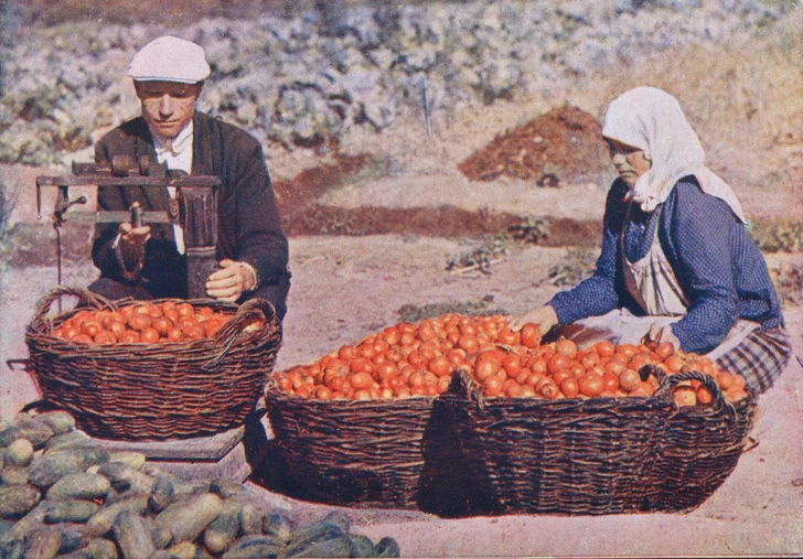 Сортировка и взвешивание томатов в совхозе «Красный перекоп», открытка, 1930-е годы | Источник: Public Domain