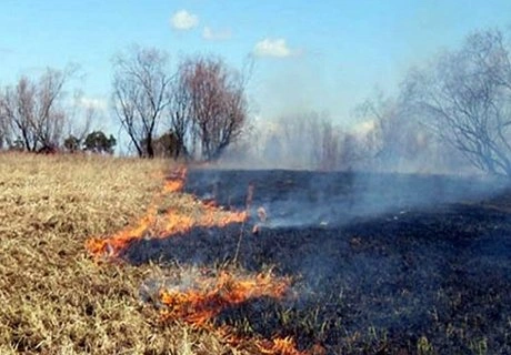 В Минсельхозе РФ разберутся с палом сухой травы | ya62.ru