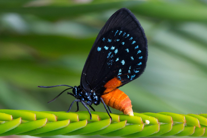 Хранительницы душ: посмотрите на 12 видов бабочек из разных стран