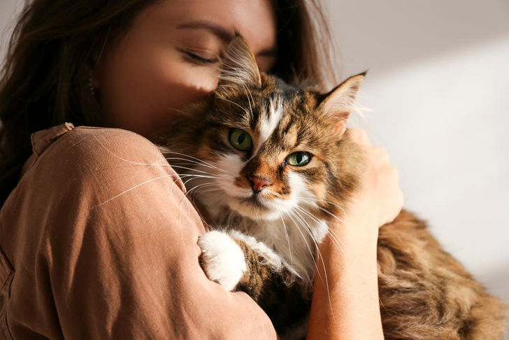 Отказ от еды, агрессия и ещё 4 признака того, что у вашей кошки сильный стресс