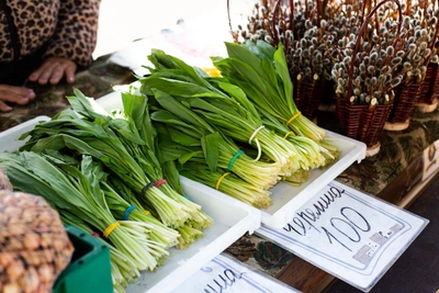 Черемша: полезные свойства «сибирской виагры» от омского ученого