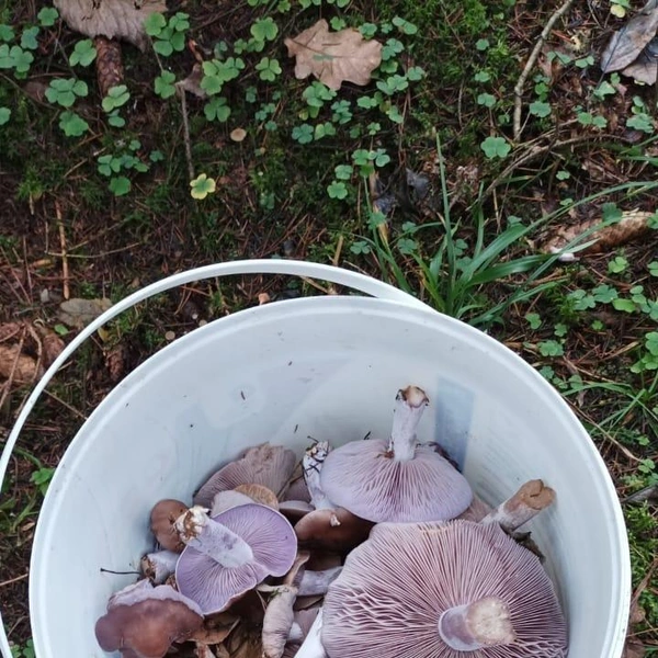 Источник: Наиля Абдуллова / Грибы в Подмосковье 2025 / VK.com