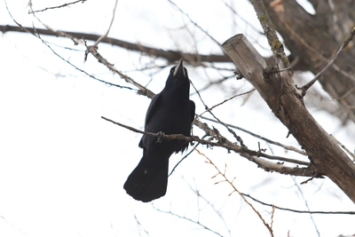 В Ростове посадят новые деревья после вырубки заражённых ясеней