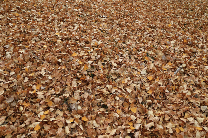 Вопросы читателей: что делать с опавшими листьями в саду