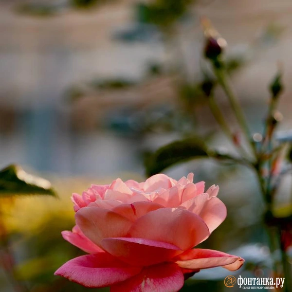 Источник: Лада Шаталова / читательница «Фонтанки»