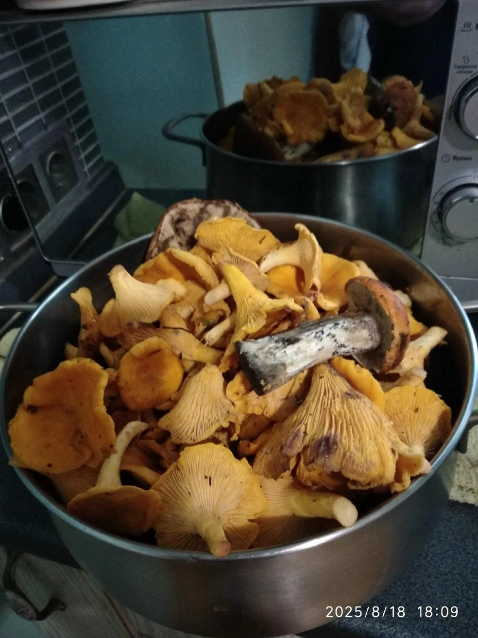 Источник: Владимир Малахин / «Грибы и грибники Екатеринбурга и Свердловской области» / Vk.com