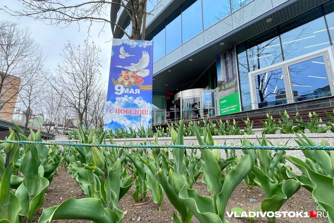 Источник: Елена Буйвол / VLADIVOSTOK1.RU
