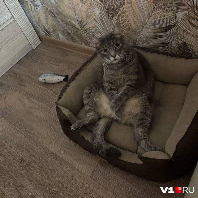 Мартин ждет, чтобы с ним играли и кормили его | Источник: читатели V1.RU