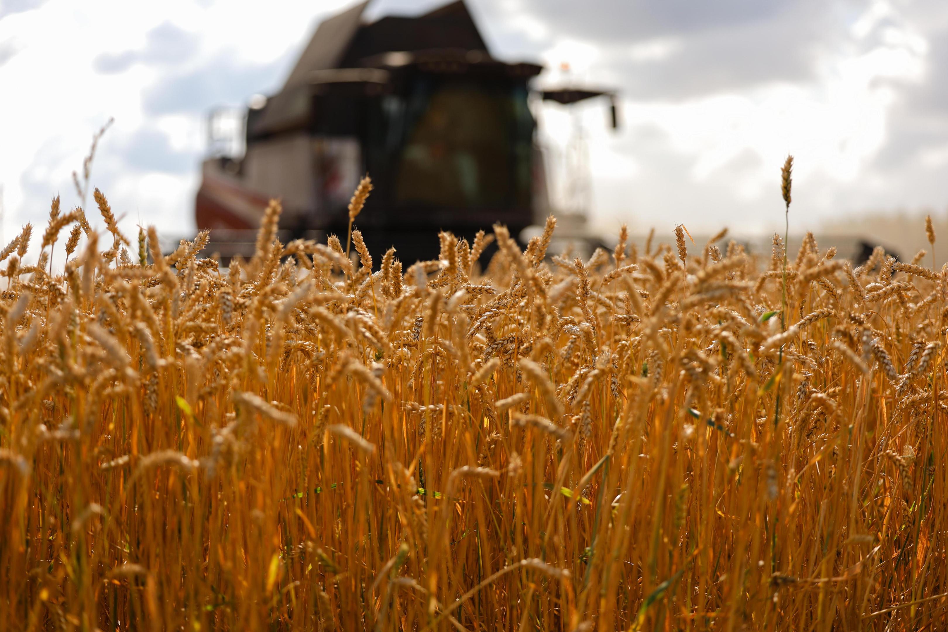 Про рекордный урожай 2025 трубить в фанфары рано Сколько зерна на самом деле собирает Россия